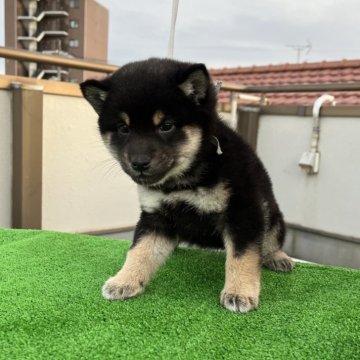 柴犬(標準サイズ)【愛知県・女の子・2023年10月28日・黒色】の写真「この顔つきはセンス品格を物語る子犬です」