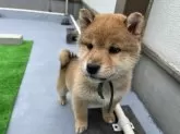 柴犬(標準サイズ)【愛知県・男の子・2023年11月1日・赤色】の写真3「1／3撮影（生後67日)」