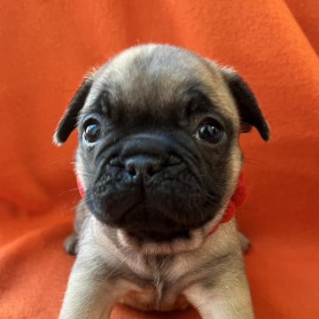 フレンチブルドッグ【埼玉県・女の子・2025年10月25日・フォーン】の写真「ころもママ似の女の子です」