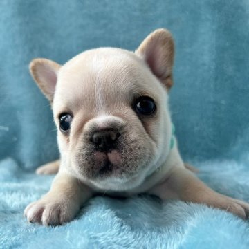 フレンチブルドッグ【埼玉県・男の子・2025年2月5日・クリーム】の写真「小さめのクリームくんです」