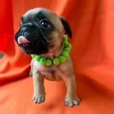 フレンチブルドッグ【埼玉県・男の子・2025年10月25日・フォーン】の写真4