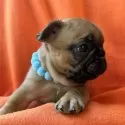 フレンチブルドッグ【埼玉県・男の子・2025年10月25日・フォーン】の写真3
