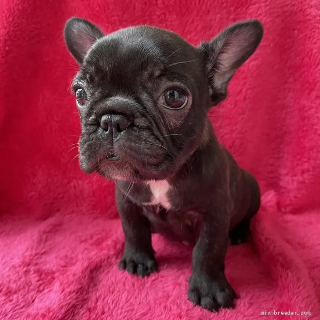 ID:2108-02831の子犬