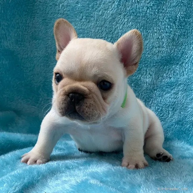 ID:2108-03654の子犬