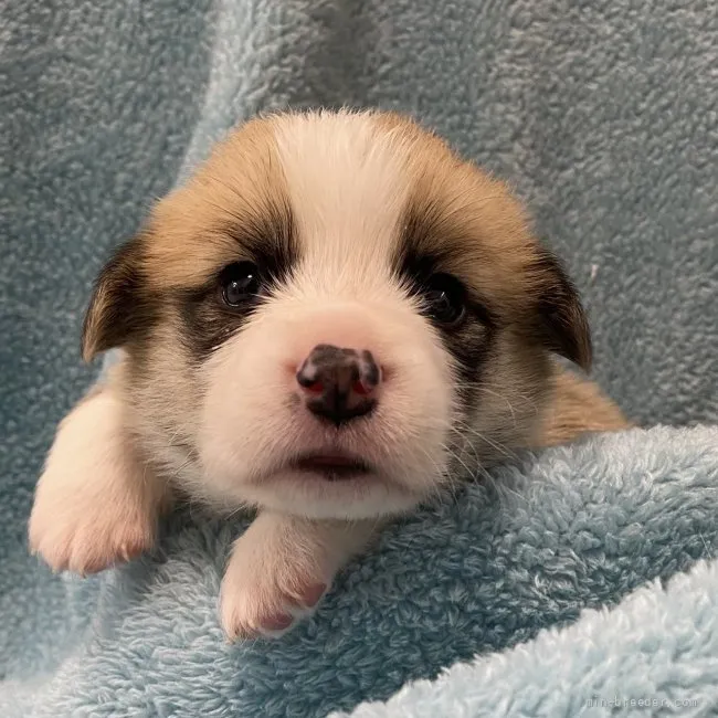 ID：2112-01227の子犬