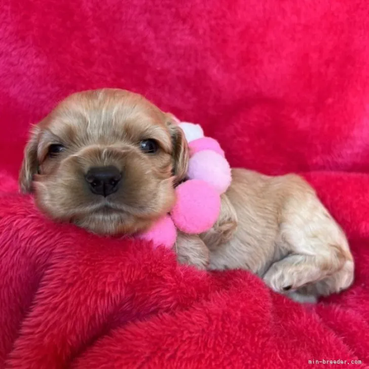 もなあずまま 様のお迎えした子犬