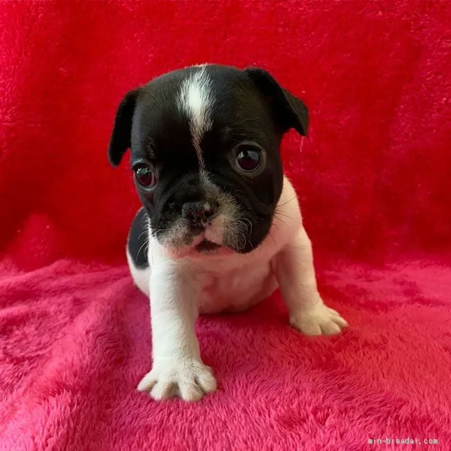 ID：2101-00847の子犬