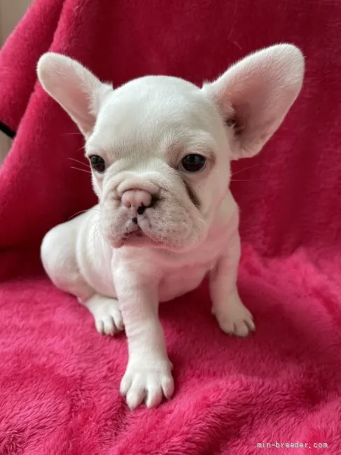 ID:2108-01359の子犬