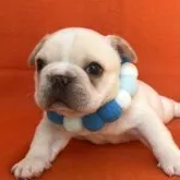 フレンチブルドッグ【埼玉県・男の子・2023年6月3日・クリーム】の写真3