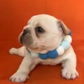 フレンチブルドッグ【埼玉県・男の子・2023年6月3日・クリーム】の写真4