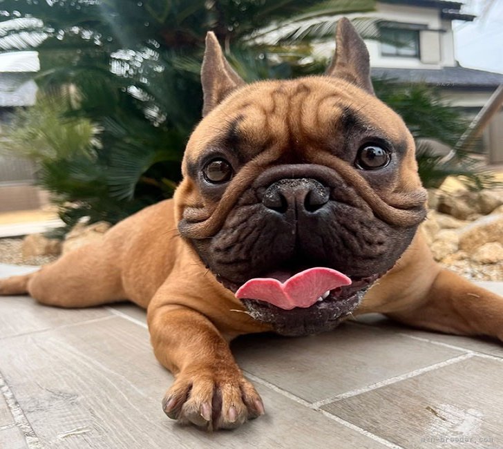 フレンチブルドッグ【・男の子・2024年5月22日・フォーン】