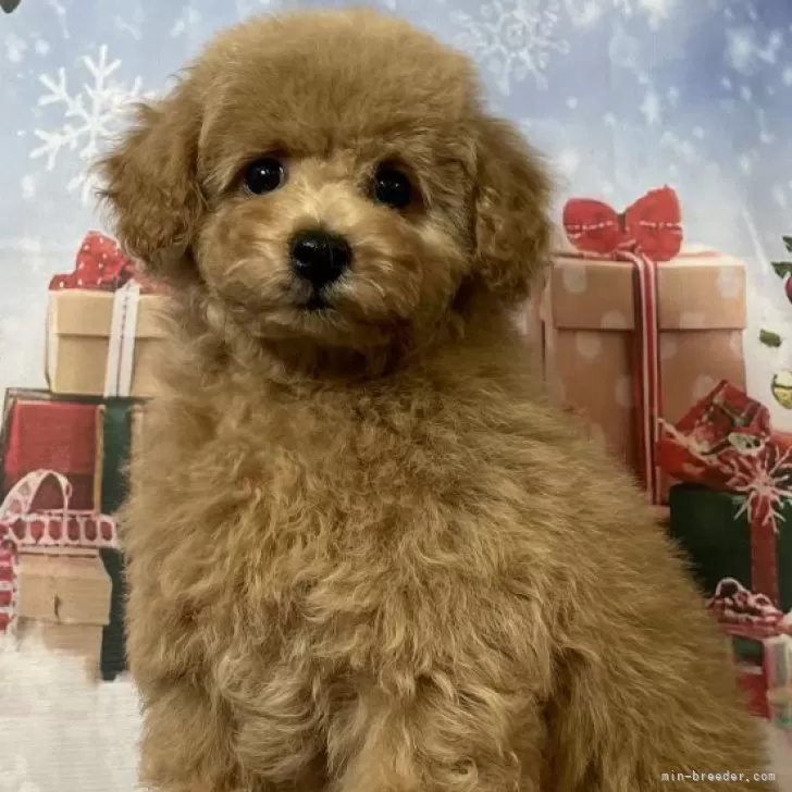 ID：2312-01810の子犬