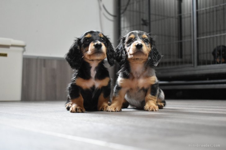 森園　裕(もりぞの　ひろし)ブリーダー(鹿児島県・ゴールデンレトリバーなど・JKC登録)の紹介写真3