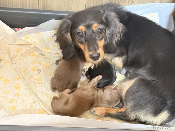 森園裕ブリーダーのブログ：まる子ちゃん出産しました