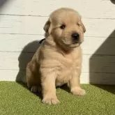 ゴールデンレトリバー【鹿児島県・男の子・2025年9月26日・ゴールド】の写真7