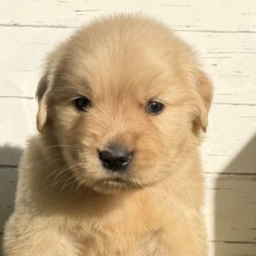 ゴールデンレトリバー【鹿児島県・男の子・2025年9月26日・ゴールド】の写真「マズル詰まった可愛い子」