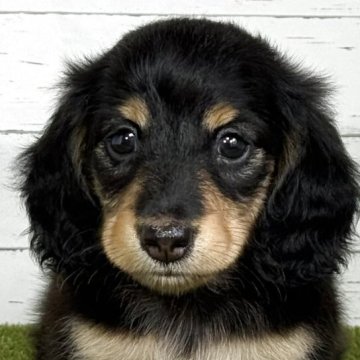 ブラック＆タンのミニチュアダックスフンドの子犬を探す