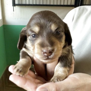 カニンヘンダックスフンド(ロング)【鹿児島県・女の子・2025年8月18日・チョコイエロー】の写真「ぽっちゃり女の子
両親PRAクリア」