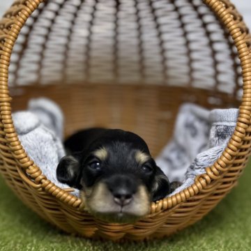 カニンヘンダックスフンド(ロング)【鹿児島県・男の子・2025年11月10日・ブラックタン】の写真「兄弟の中で1番小柄な男の子
両親PRAクリア」