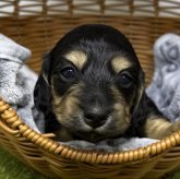 カニンヘンダックスフンド(ロング)