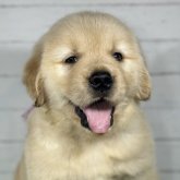 ゴールデンレトリバー