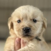 ゴールデンレトリバー