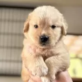 ゴールデンレトリバー【鹿児島県・男の子・2025年9月26日・ゴールド】の写真2