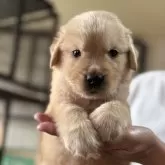 ゴールデンレトリバー【鹿児島県・男の子・2025年9月26日・ゴールド】の写真5