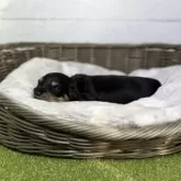 カニンヘンダックスフンド(ロング)【鹿児島県・男の子・2025年11月10日・ブラックタン】の写真7