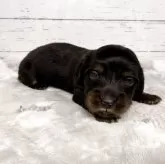 カニンヘンダックスフンド(ロング)【鹿児島県・男の子・2025年12月7日・ブラックタン】の写真9