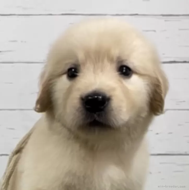 K.S 様のお迎えした子犬