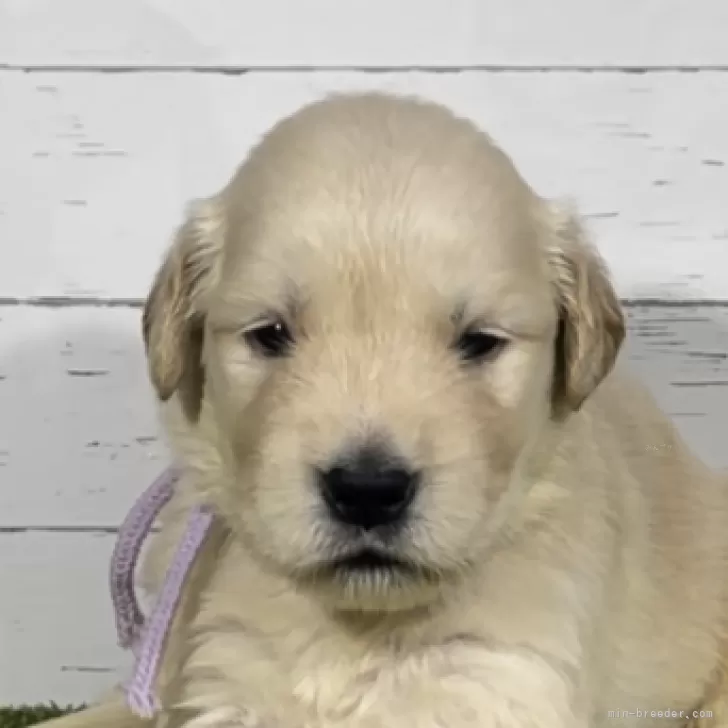かおりんご 様のお迎えした子犬