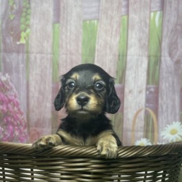 ミニチュアダックスフンド(ロング)【鹿児島県・女の子・2023年7月5日・ブラックタン】の写真「まん丸むちむちの元気な子　感謝祭開催中」