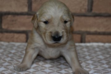 ゴールデンレトリバー【鹿児島県・男の子・2020年12月27日・ゴールド】の写真「ガッチリとした体格の男の子」