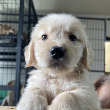 ゴールデンレトリバー【鹿児島県・男の子・2023年7月20日・ゴールド】の写真「薄い色の男の子　感謝祭開催中」