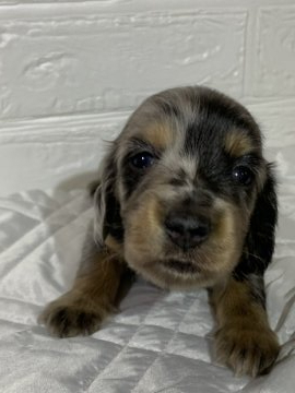 ミニチュアダックスフンド(ロング)【鹿児島県・男の子・2019年12月14日・シルバーダップル】の写真「まんまるの男の子」