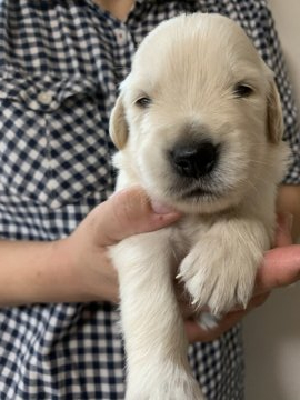 ゴールデンレトリバー【鹿児島県・男の子・2020年7月20日・ゴールド】の写真「ムチムチの元気いっぱいの男の子」