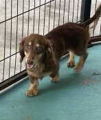 カニンヘンダックスフンド(ロング)【・男の子・2023年7月28日・チョコイエロー】