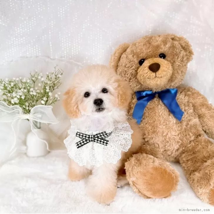 タイニープードル【大阪府・男の子・2025年8月13日・ペールフォーン(クリーム)】の写真1