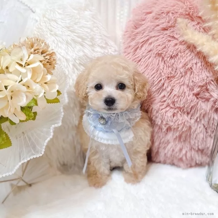 タイニープードル【大阪府・男の子・2025年8月13日・ペールフォーン(クリーム)】の写真1