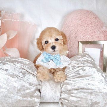 トイプードル(タイニー)【大阪府・男の子・2025年10月29日・オレンジフォーン(アプリコット)】の写真「食べる事が何より大好きBOY🤤😋🍴」