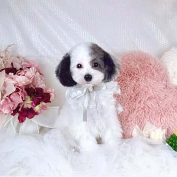 マルプー(マルプー×トイプードル)【大阪府・男の子・2025年7月27日・パーティー(ホワイト&シルバー)】の写真「パーティーカラーの男の子🐄‎🤍🖤」