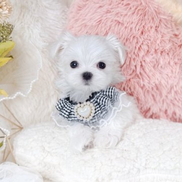 マルチーズ【大阪府・男の子・2025年8月15日・ホワイト】の写真「チャンピオン直子🏆長男𝐊𝐔𝐍🌟」