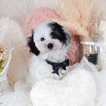 マルプー(マルプー×トイプードル)【大阪府・男の子・2025年7月27日・パーティー(ホワイト&シルバー)】の写真「パーティーカラーの男の子🐄‎🤍🖤」