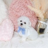 マルプー(マルプー×トイプードル)