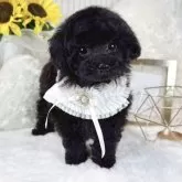 タイニープードル
