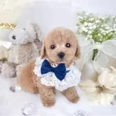 タイニープードル