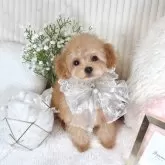 ティーカッププードル