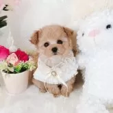 ティーカッププードル