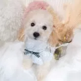 タイニープードル